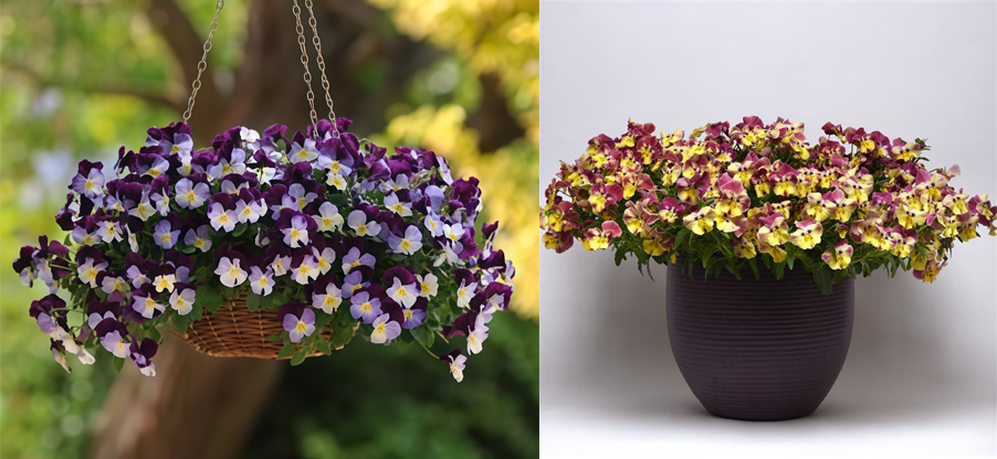 Ампельная виола Кул Вэйв. Источник фото: https://prosemena.ru/semena/tsvety-serii-prof/viola/viola-kul-veyv-violet-ving-f1-sd/