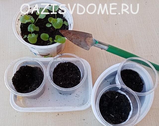 Рассада виолы до пикировки
