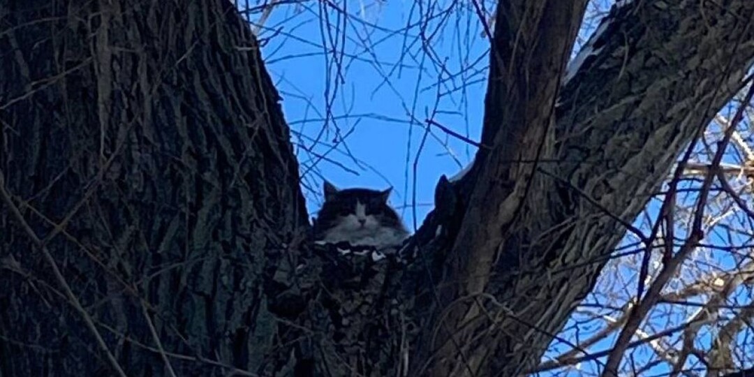 Липчане в соцсетях обсуждают спасение замерзшего кота с дерева