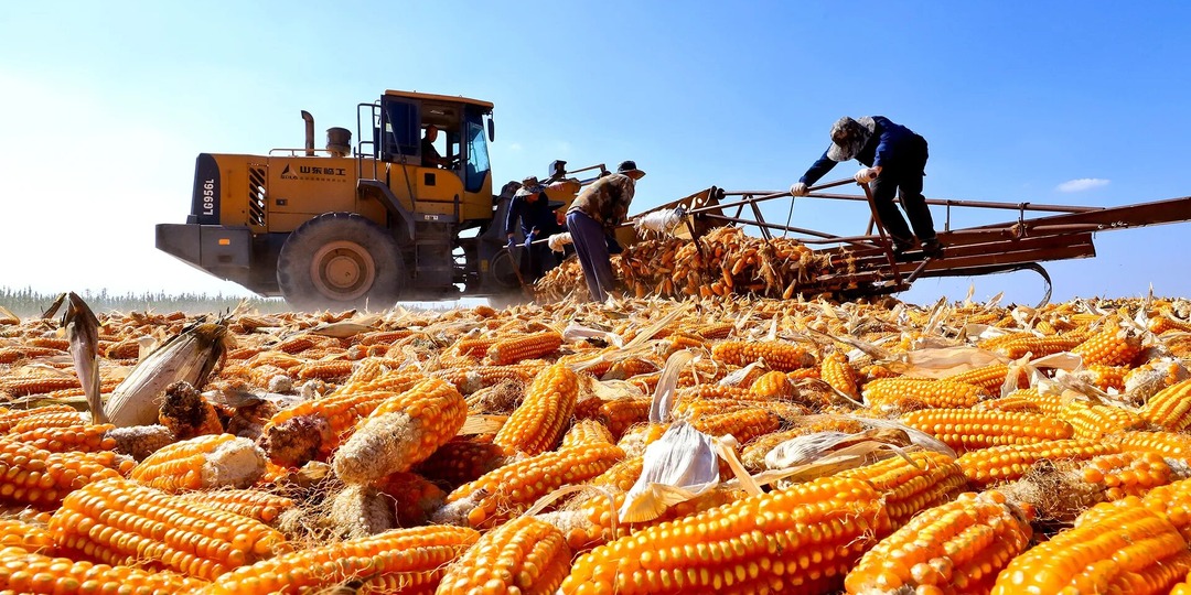 Чем занимается Минсельхоз, пока Россия превращается в сырьевой придаток китайско-казахстанского агрохолдинга