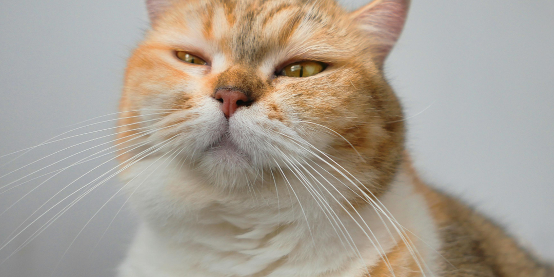 Помнит ли кошка, что было вчера — или она живёт одним днём?