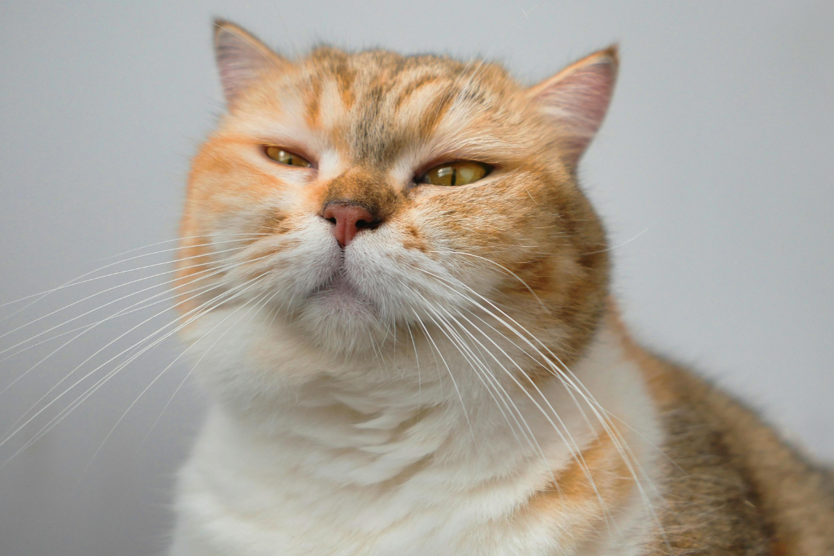 Помнит ли кошка, что было вчера