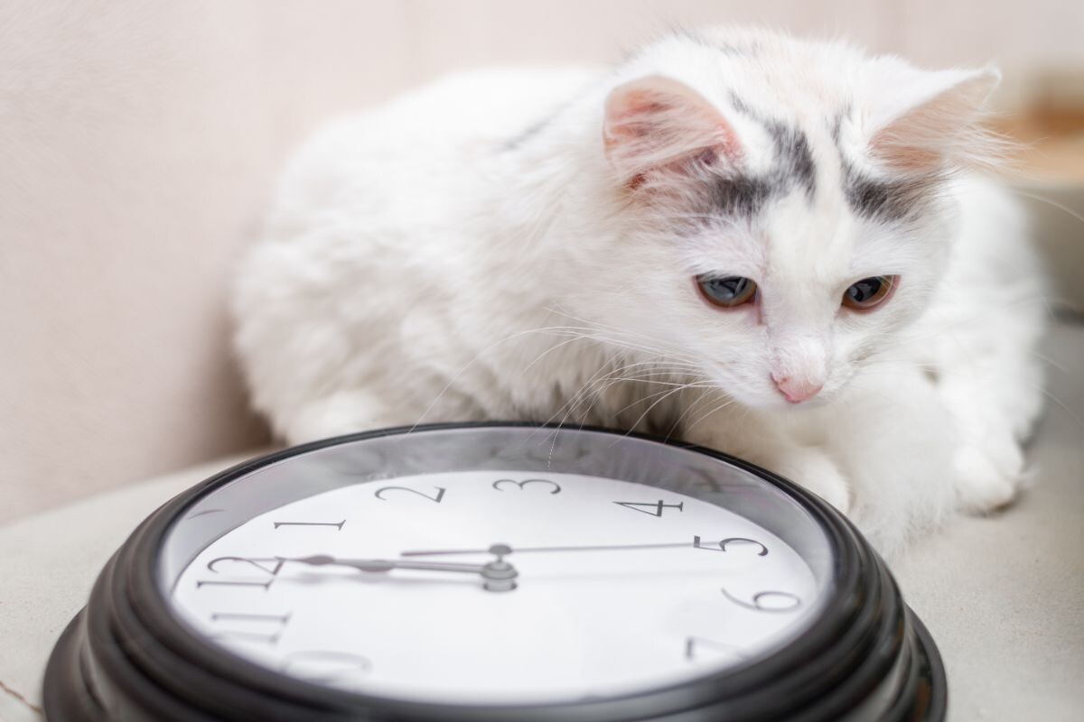 Кошки любят предсказуемость