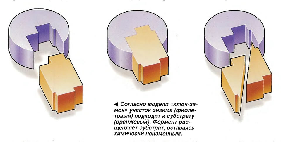 Схема циклической зависимости: эффект напрямую привязан к регулярному поступлению вещества извне