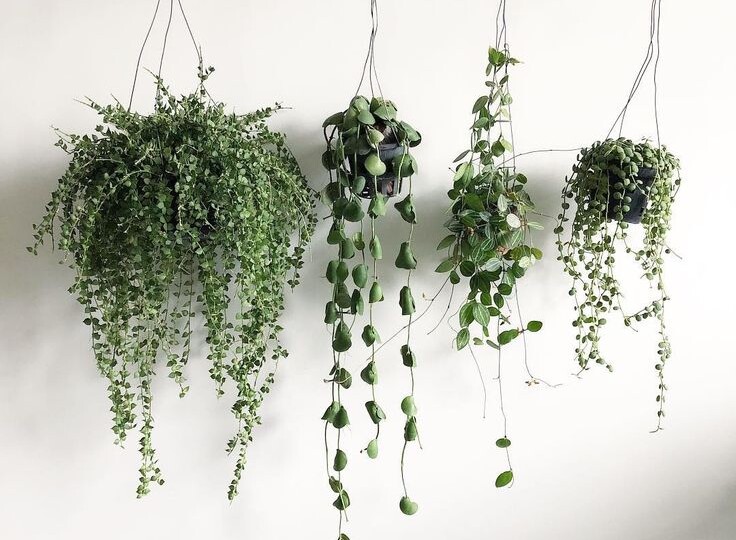 Ампельные растения — кто это такие?