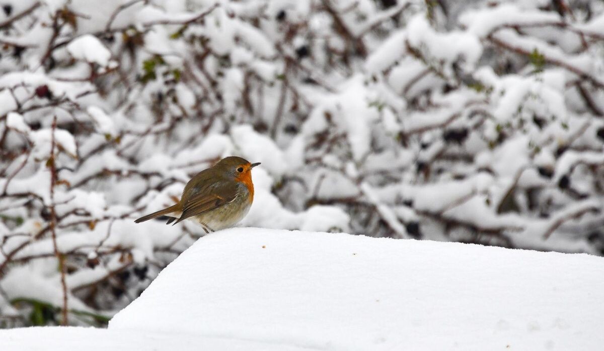     Синичка. Источник: mos ru Автор фото: Пресс-служба Мэра и Правительства Москвы