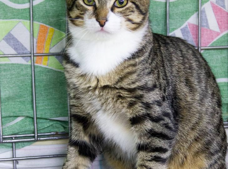 Домашний тигрёнок в маленьком боксе ждёт своего человека 💖🐯