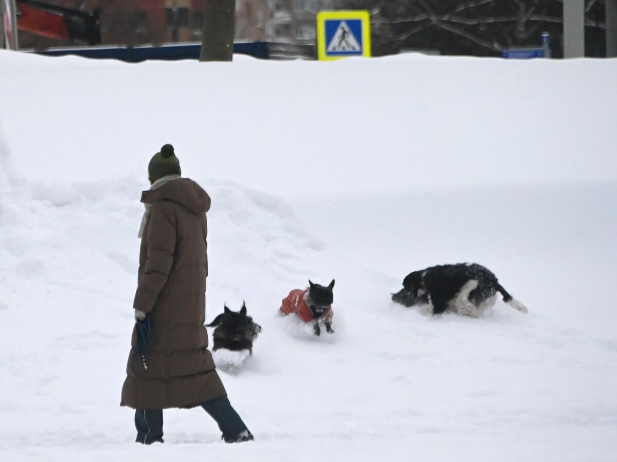    Женщина выгуливает собак© РИА Новости . Владимир Федоренко