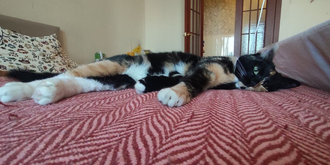 Колесо Фортуны