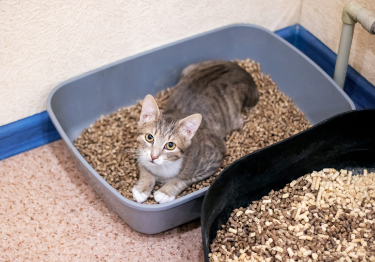 Сколько раз в день кошка должна ходить в туалет: норма и отклонения