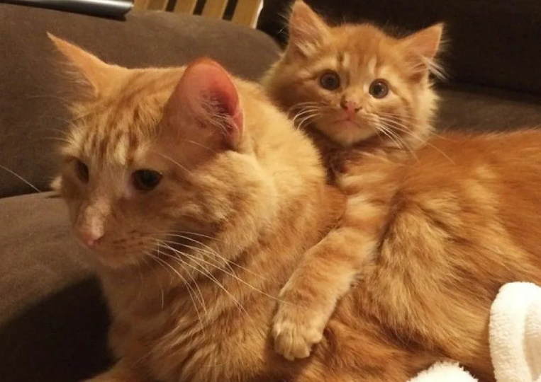 Вспомнит ли кошка своего ребенка спустя годы?