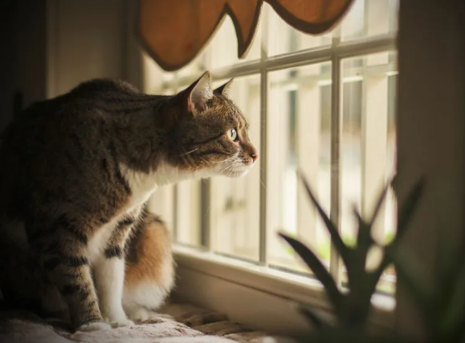 Сколько коту отмерено? 5 способов подарить кошке несколько лет жизни