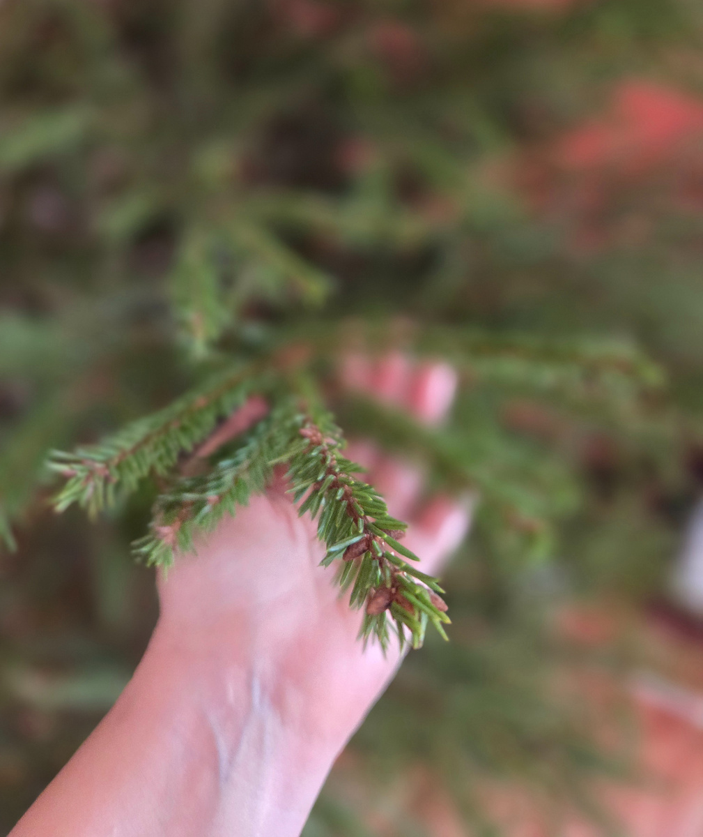 Очень удачная у нас была елочка. Фото: Зеленая леди, сад, семья и томатный сок 