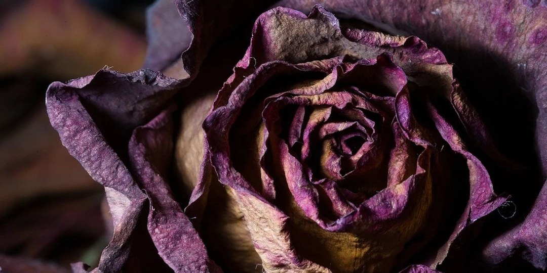 "Цветочные трупики": почему мы боимся сухоцветов, а в Европе их обожают? Разбираем популярный миф