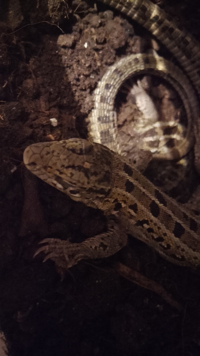 Тайное фото: рептилоиды во время спячки. На данном фото – Чика. Прелестная дЭвушка. 