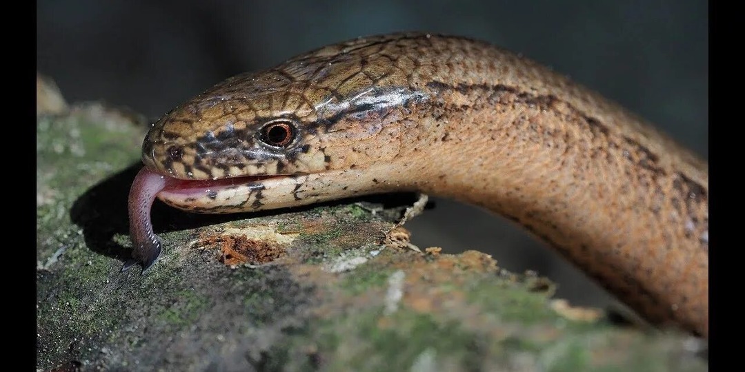 «Змееподобная ящерица нашего леса: мифы и правда о Ломкой Веретенице»