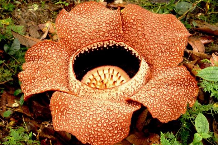 Обложка © Wikipedia / Rod Waddington