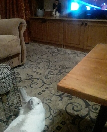 кролик Тишка  отдыхает после  работы  над  статьёй.