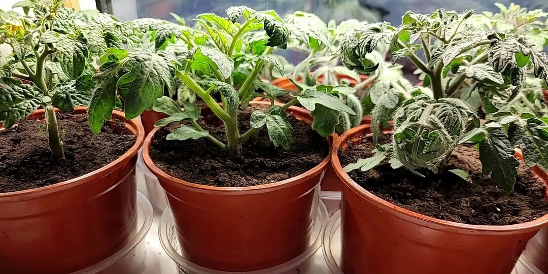 Хватит мучиться с рассадой! Простой способ вырастить огурцы и помидоры дома (даже на северном окне)