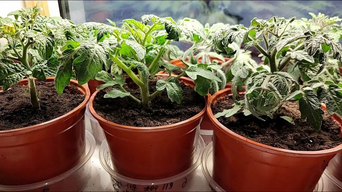 Рассада томатов