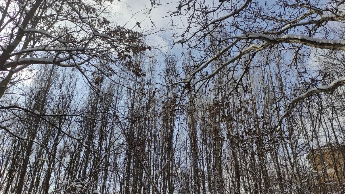 Тополя и снег