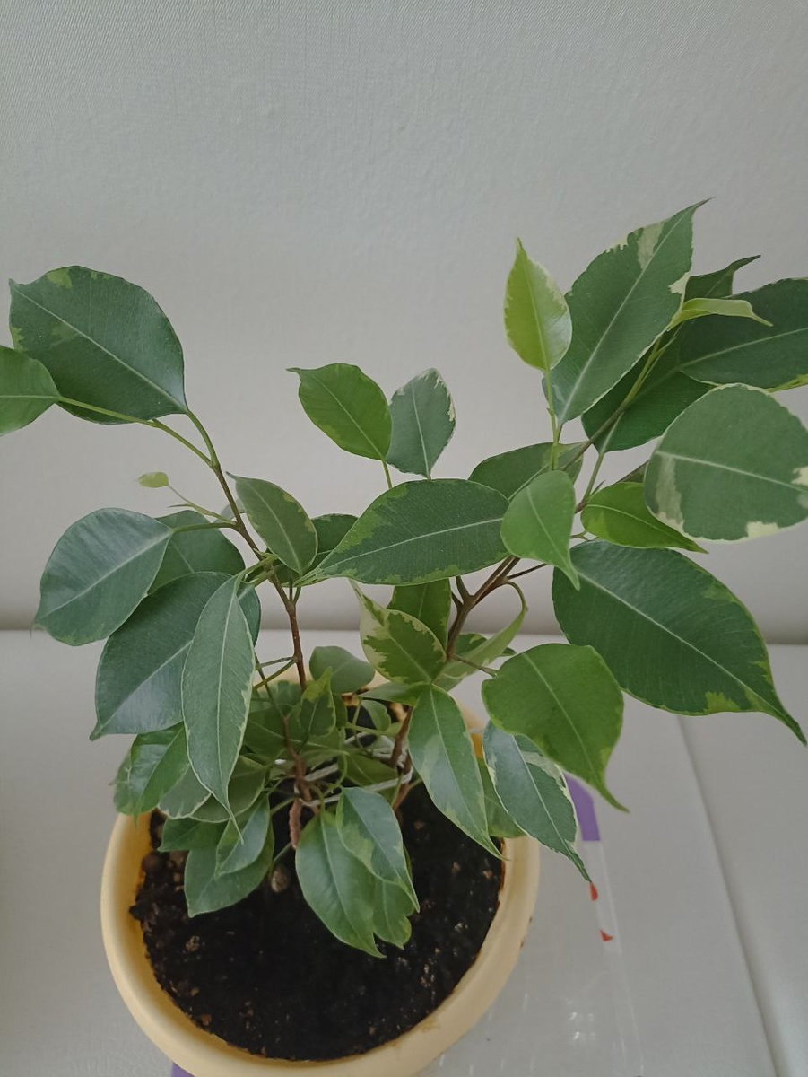 фикусы пришли к нам из прошлого, раньше они как и калачики и пелларгония были непременным  символом  домашнего уюта , фото автора 