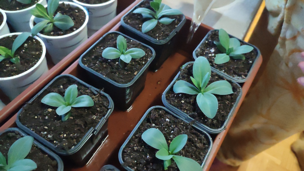 Вот так уже подрасли Эустомы