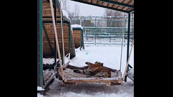 Большие полосатые кошки в Ленобласти оценили специзделие для неги и удовольствия