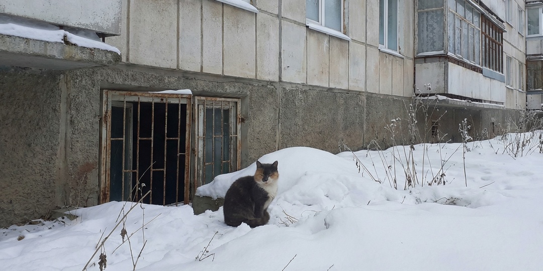 Осталась без дома в лютый мороз: просьба помочь бездомной кошке вызвала разногласия в семье