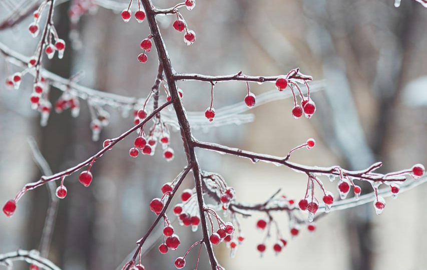 Что интересного вышло на Огород