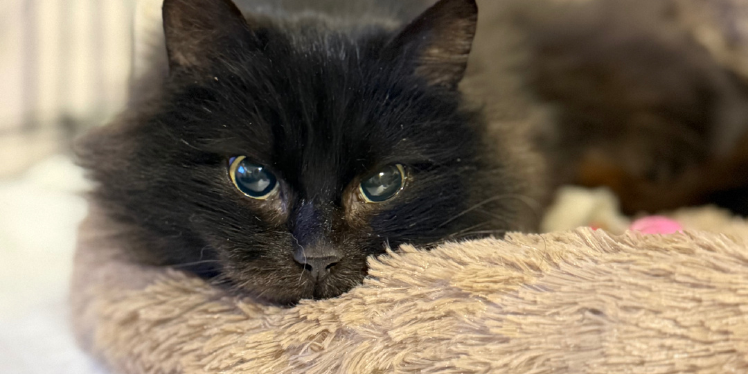 Как бомжик, Ася смотрела телевизор , через окно зоогостиницы, еще не зная какой сюрприз ждёт ее впереди