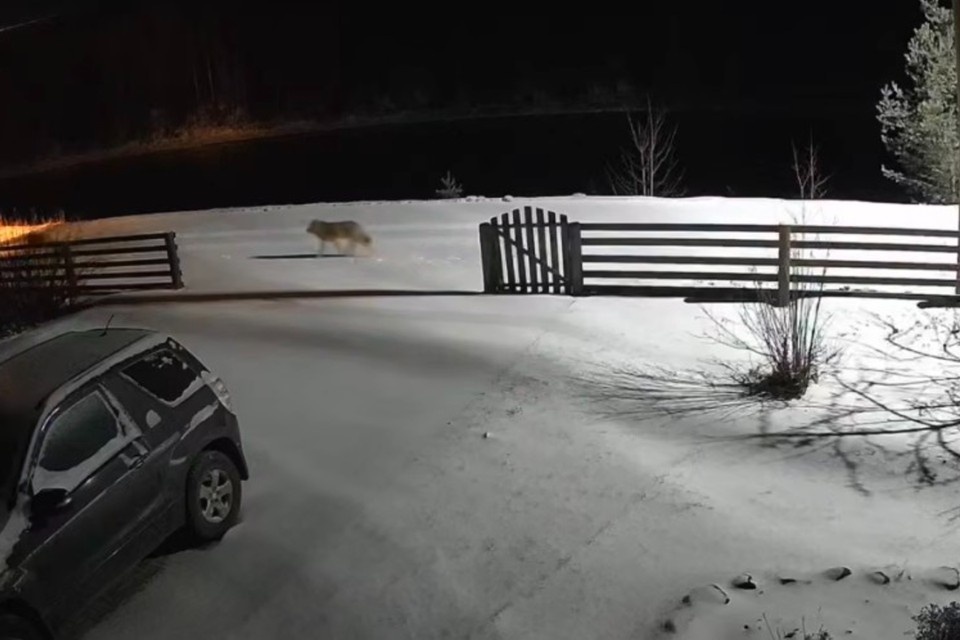    В деревне стали замечать волков. Фото: t.me/Slabunova