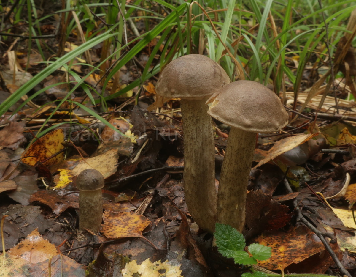 Вот, собственно, сегодняшние фигуранты. Дымчатые подберёзовики (фото И.Лебединского)