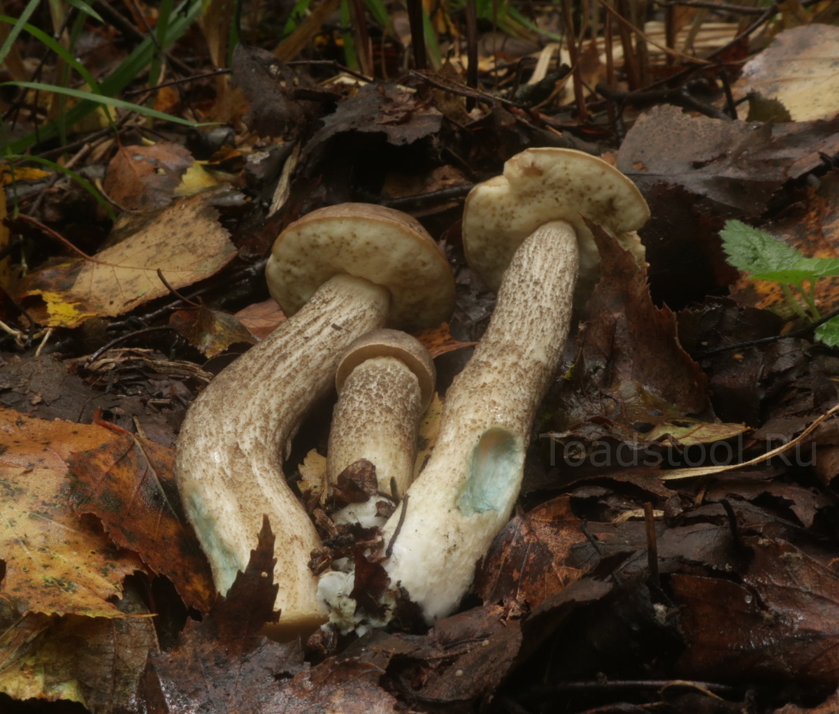Зафиксировать удалось лишь ножное посинение - на остальное не хватило терпения (фото И.Лебединского)