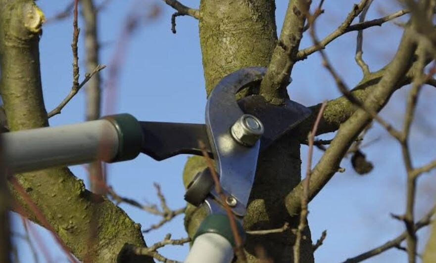 Обрезка дерева. Фото из открытых источников 