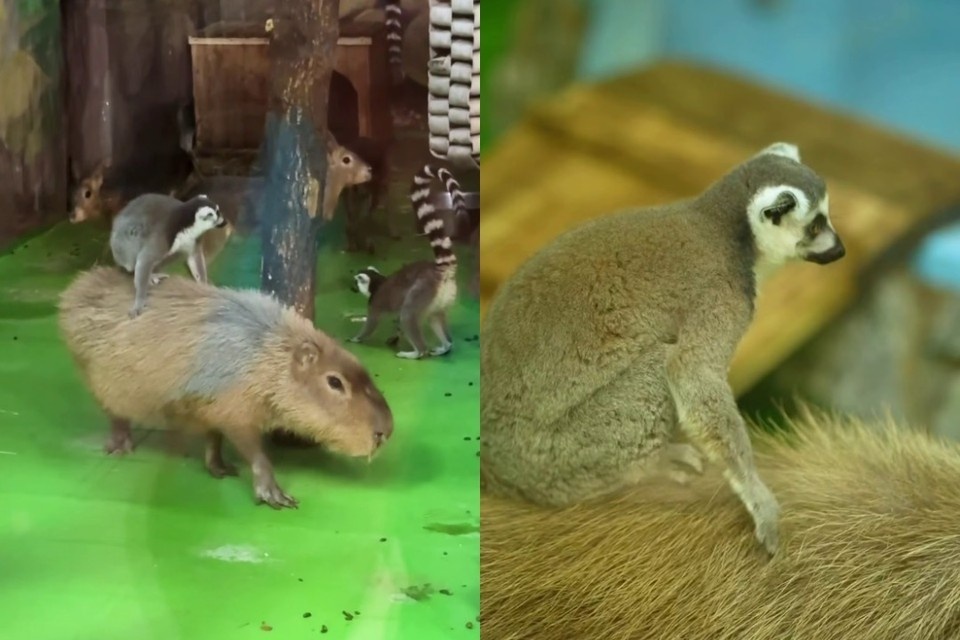    Забавный момент сняли в павильоне «Тропический мир». Фото: стоп-кадр из ролика Новосибирского зоопарка.