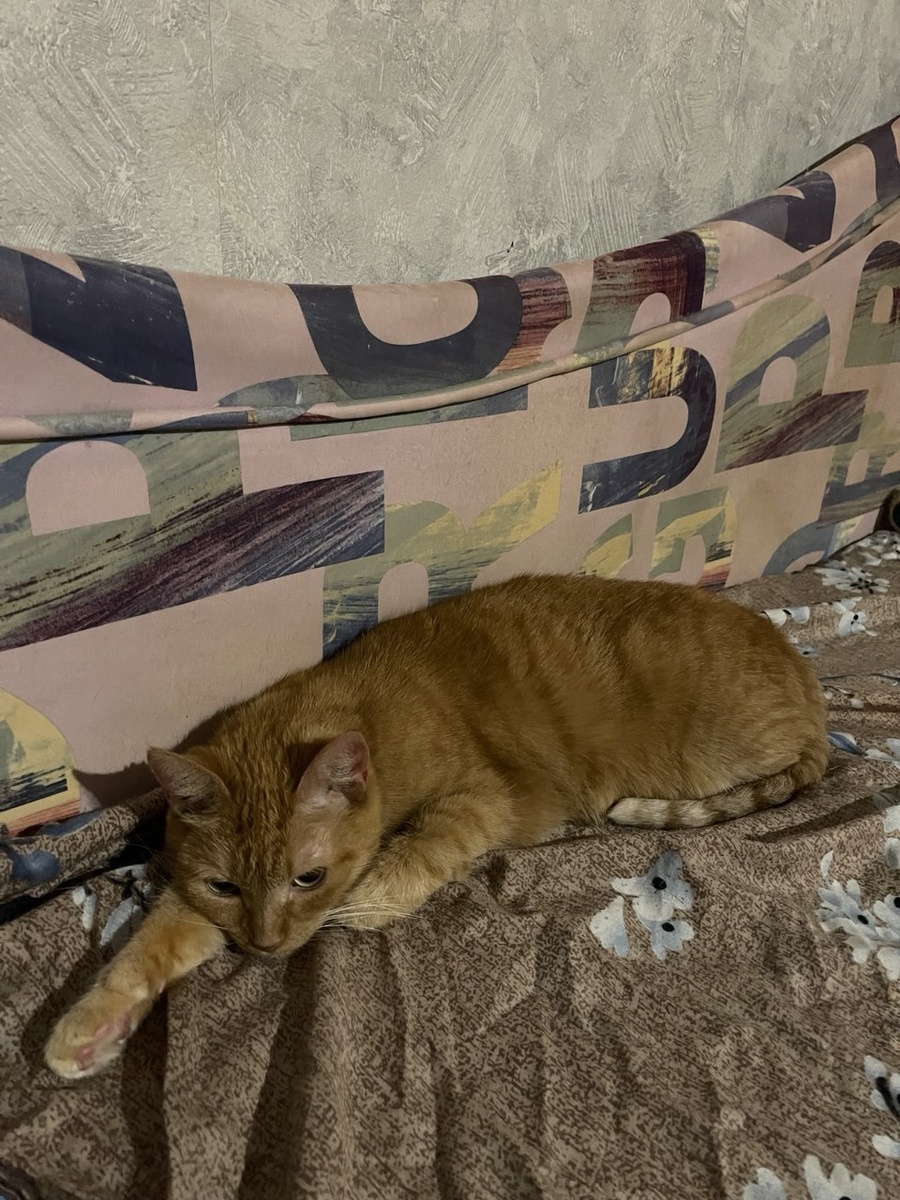 Я тихая и тёплая, может, вам нужна такая кошка?