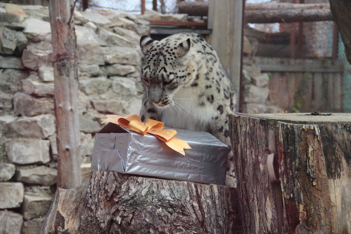 Ирбисы никогда не водились в Пермском крае, но жители региона могут увидеть снежных барсов своими глазами в зоопарке. (с) Пермский зоопарк. 