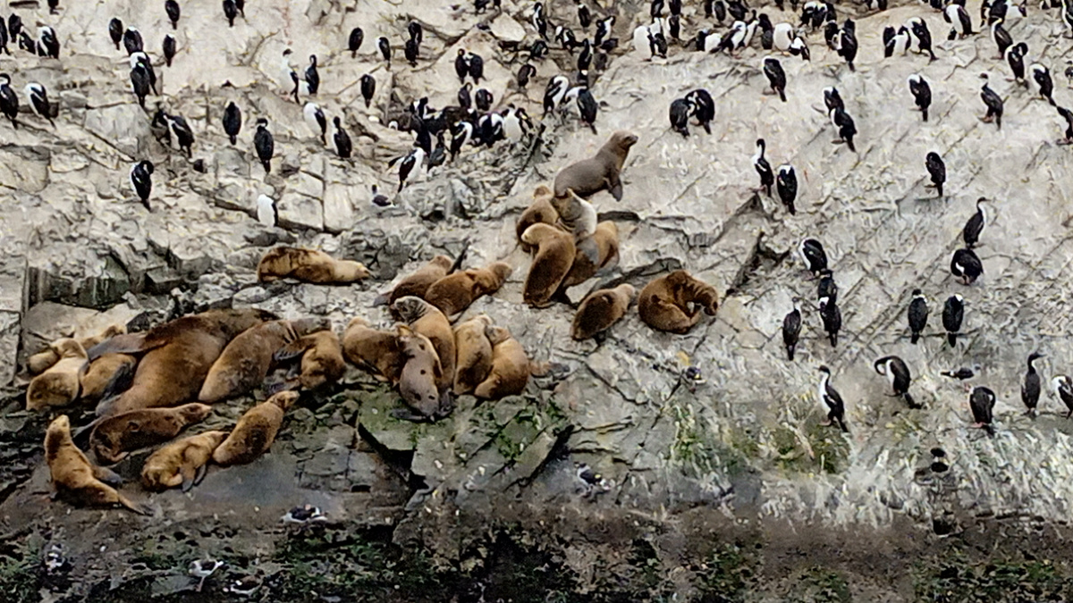 Остров с морскими львами