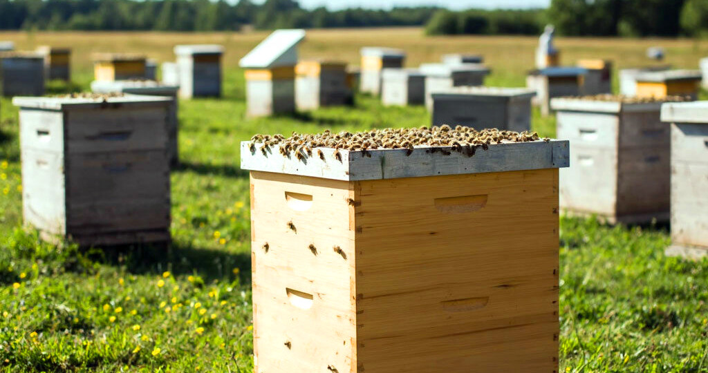 Ульи: виды, выбор и изготовление