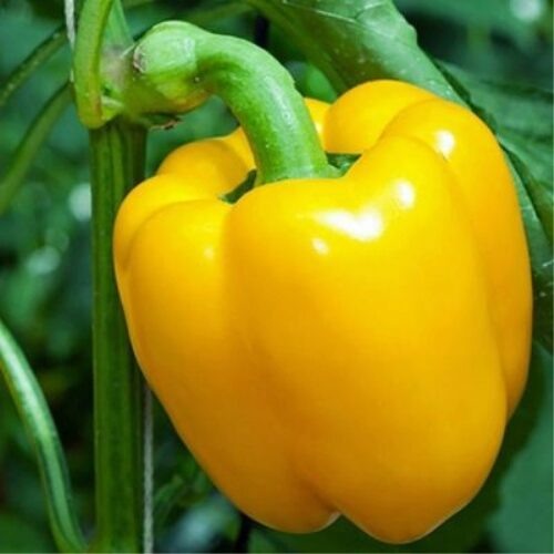 Король севера 