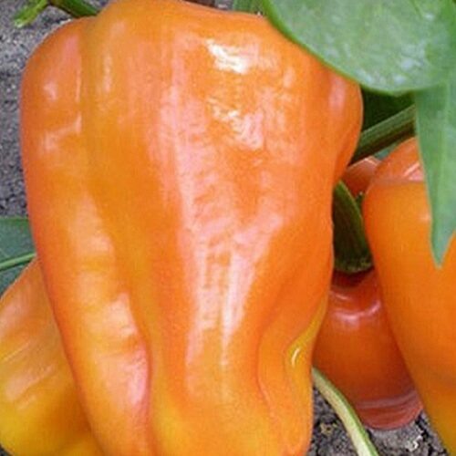 12 толстостенных перцев, которые я выбрала для посадки