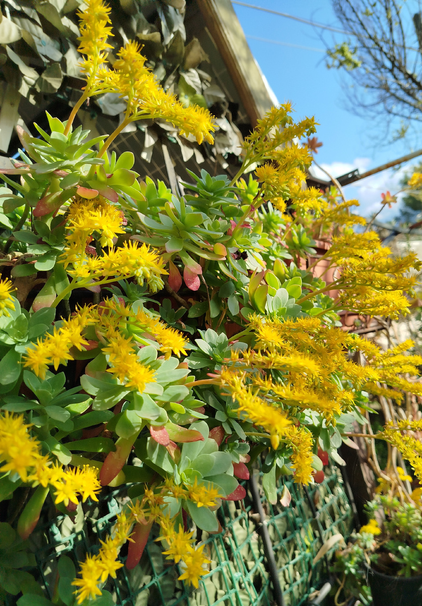 Фото автора. Цветение в апреле 2025г.