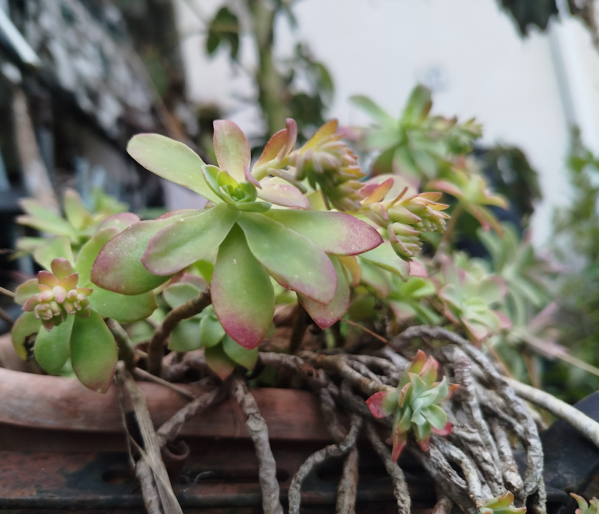 Фото автора. А ещё именно этот вид склонен к израстанию. Вон, видите, какие некрасивые плети?