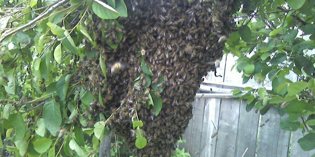 Пчелиный Рой