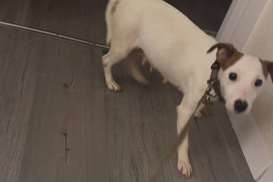    Джек-рассел Эмма сбежала 28 декабря в Московском районе. Фото: предоставлено "КП