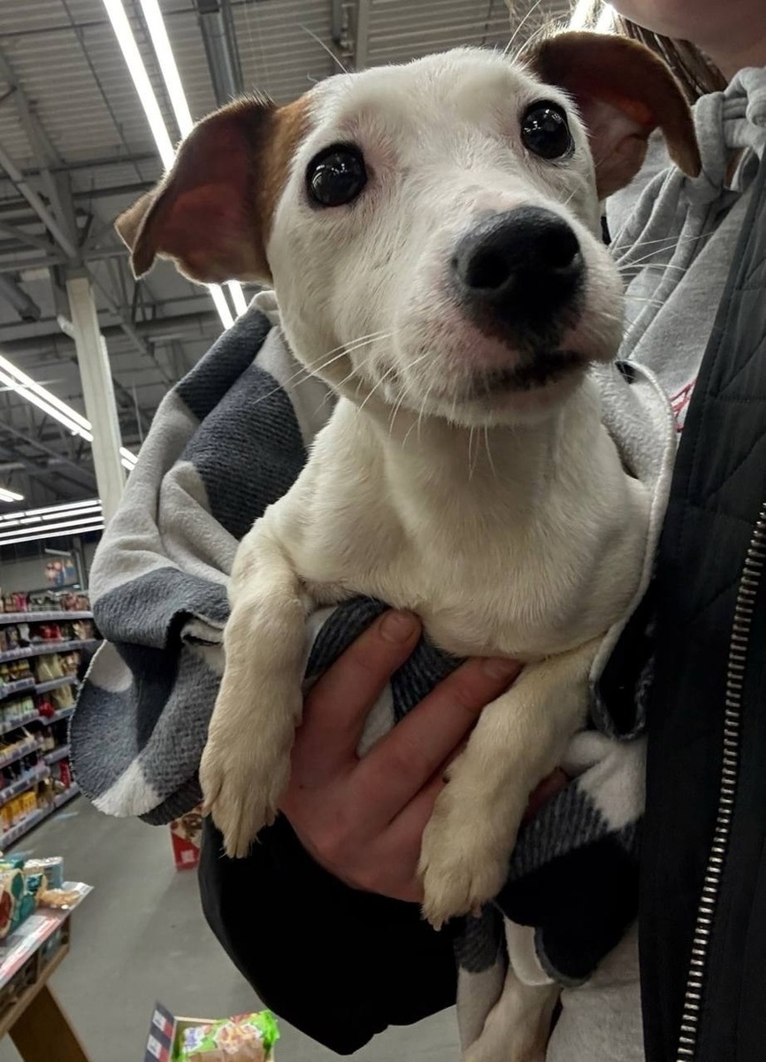    Хозяева просят помощи в поиске Эммы. Фото: предоставлено "КП"