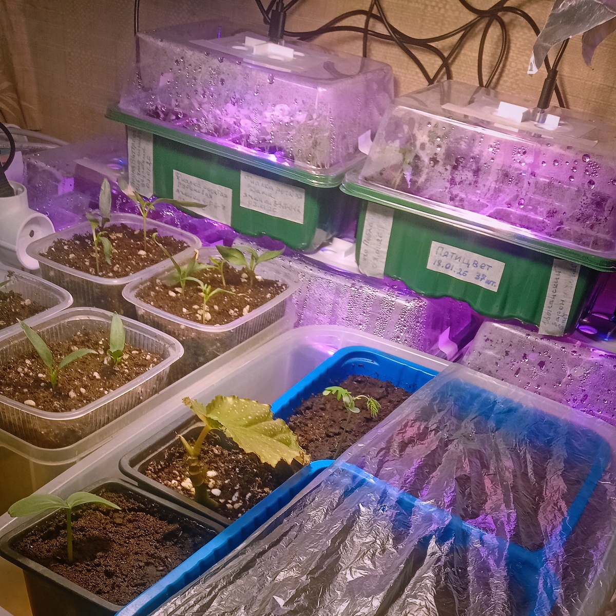 Моя заповедная зона: перцы, фиалки, проростки альбиции, огурец и отросток тростниковой бегонии на реанимации))