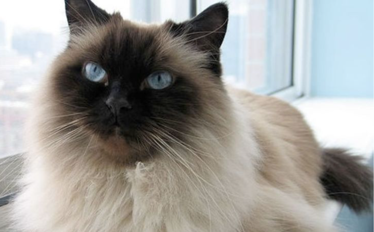 Почему кошка может игнорировать лежанку и выбирать странные места