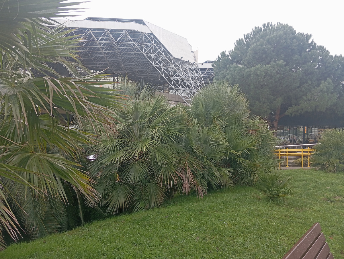 У аэропорта Сочи